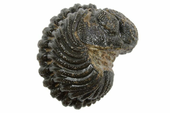 Wide Enrolled Morocops Trilobite - Morocco #296615